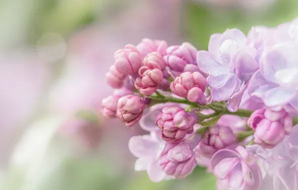 Macro, flowers, background, spring, pink, buds, gently, lilac