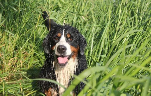 Grass, dog, Bernese mountain dog