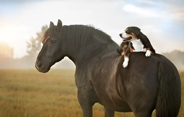 Field, language, the sky, look, fog, horse, horse, dog