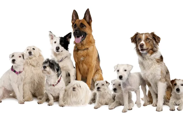 Picture dogs, white background, shepherd, breed