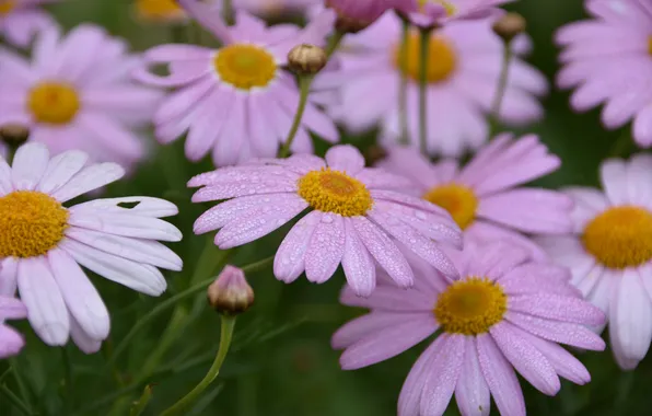 Summer, drops, flowers, chamomile, garden, pink, flowerbed, feverfew