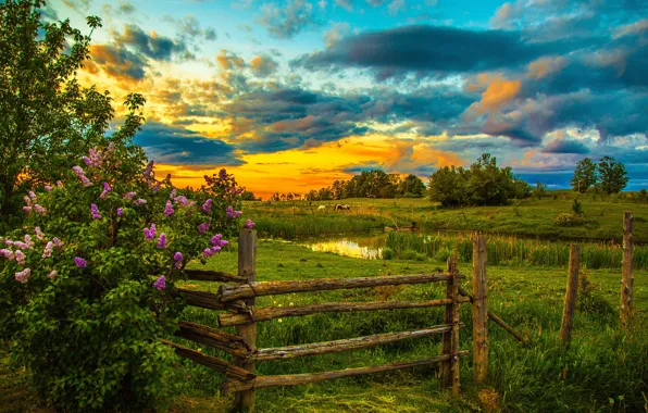 The sky, grass, clouds, trees, sunset, pond, the fence, horse