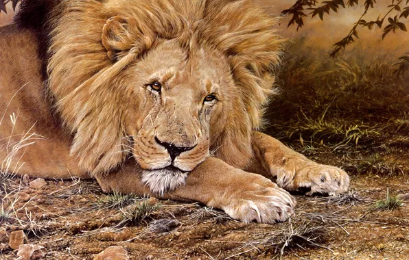 Picture grass, look, face, figure, portrait, picture, Leo, paws