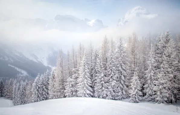 Picture winter, forest, fog