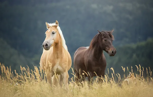 Picture nature, background, horses