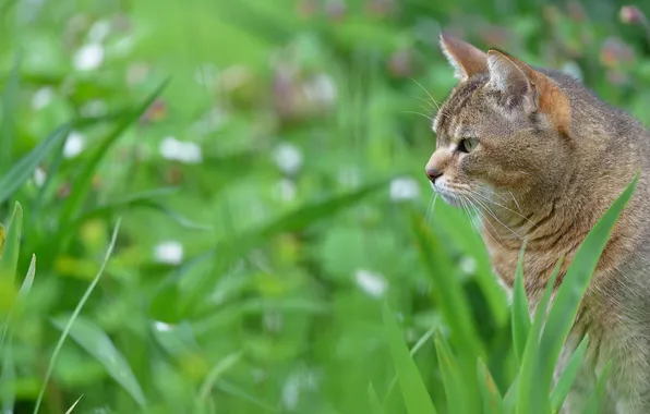 Picture cat, grass, blur