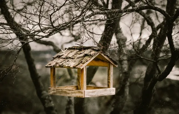 Tree, birdhouse, feeder