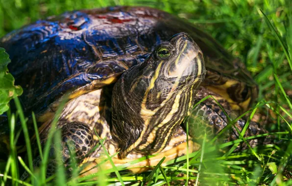 Grass, look, leaves, close-up, nature, turtle, portrait, water