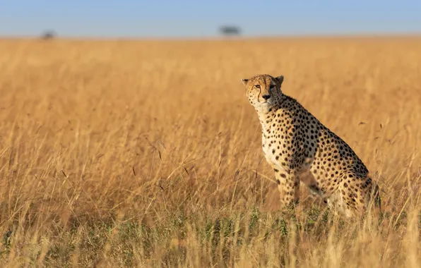 Field, the sky, grass, Cheetah, sitting