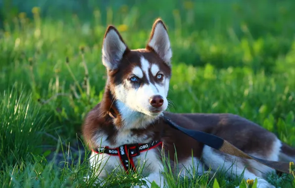 Picture eyes, puppy, leash, weed, husky, mordaha