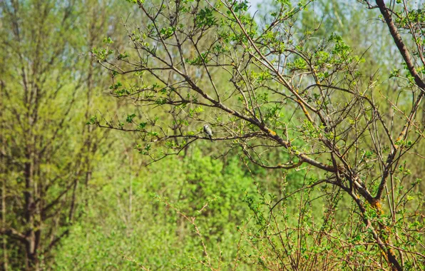 Picture greens, forest, beauty, spring, may, bird