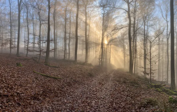 Picture road, autumn, forest, the sun, rays, light, trees, branches