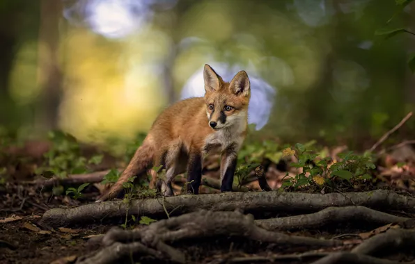 Branches, Fox, Fox