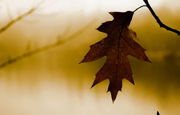 Picture autumn, leaves, nature