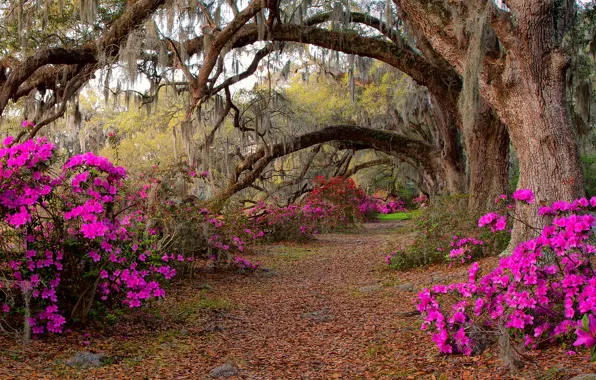 Picture forest, trees, flowers, nature, Park, forest, road, trees