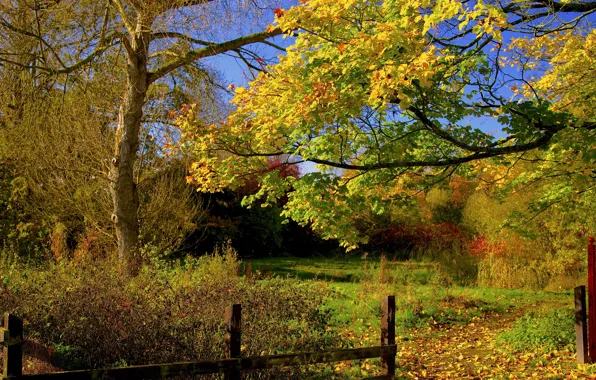 Picture autumn, forest, the sky, leaves, trees, the fence, yard, track