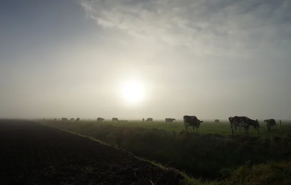 Field, summer, the sky, grass, the sun, clouds, light, fog