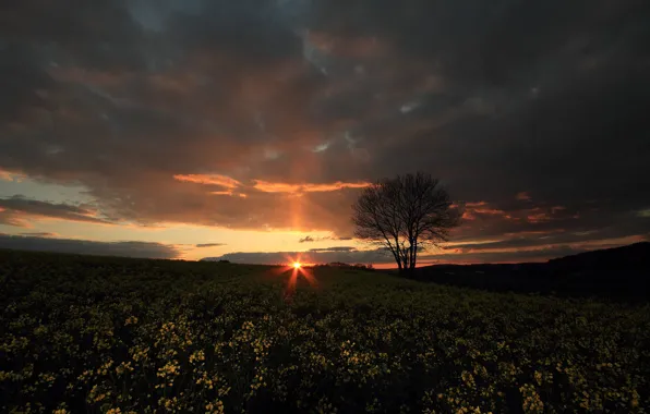 Field, the sky, the sun, rays, sunset, flowers, night, clouds