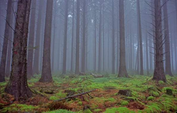 Forest, trees, nature, fog, England, Devon, England, United Kingdom