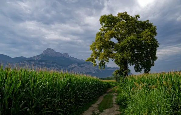 Picture road, field, nature, tree