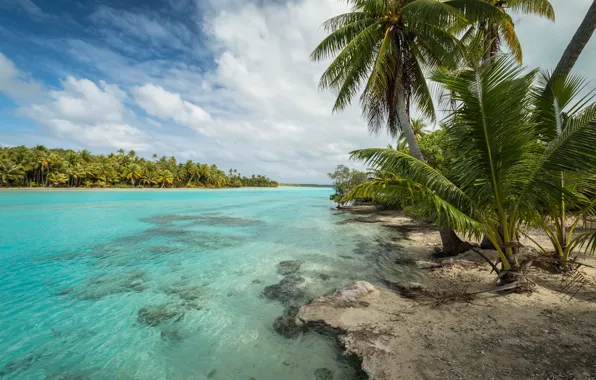 Picture nature, tropics, palm trees, blue water