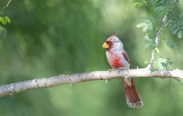 Leaves, bird, branch, green background, bokeh, cardinal, parrot cardinal