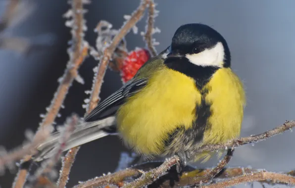 Winter, birds, nature, tit, photohunt