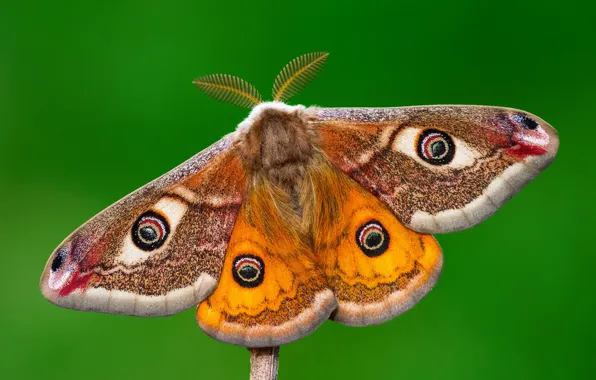 Macro, green, background, pattern, butterfly, orange, insect, red