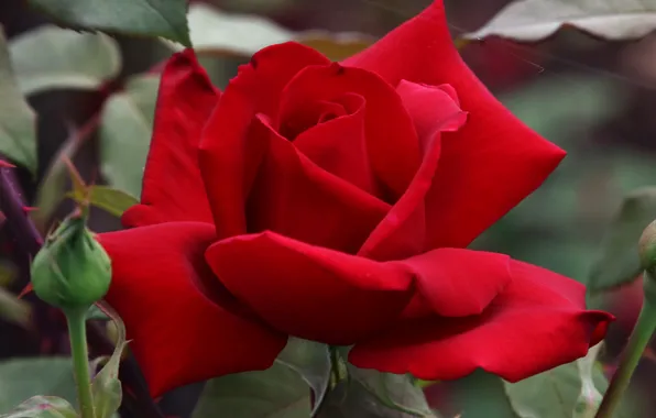 Summer, red, roses, buds, flowering