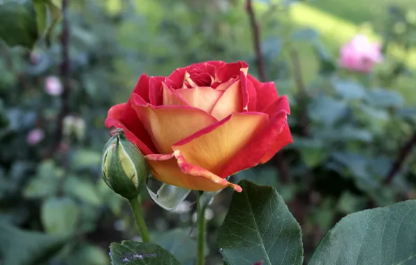 Macro, yellow, red, roses