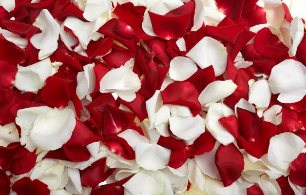 Rose, petals, red, white