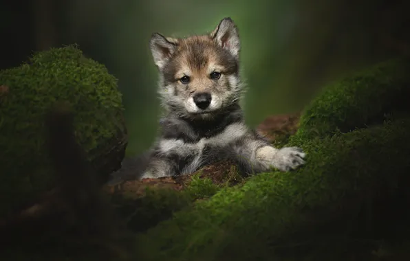 Look, moss, portrait, puppy, The tamaskan dog