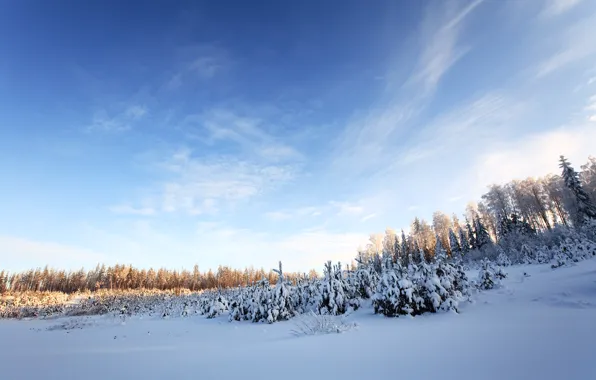 Winter, forest, the sky, snow, trees