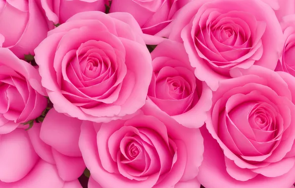 Flower, flowers, background, pink, Wallpaper, rose, roses, wallpaper