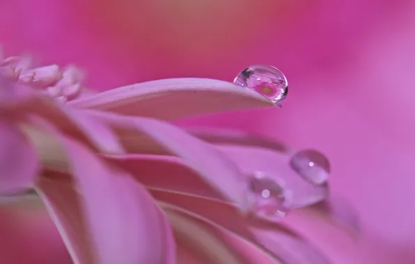 Picture flower, water, reflection, drop, petals, gerbera