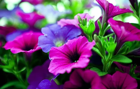 Picture leaves, nature, carpet, color, petals, garden, flowerbed, Petunia