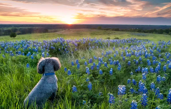 Field, sunset, flowers, dog