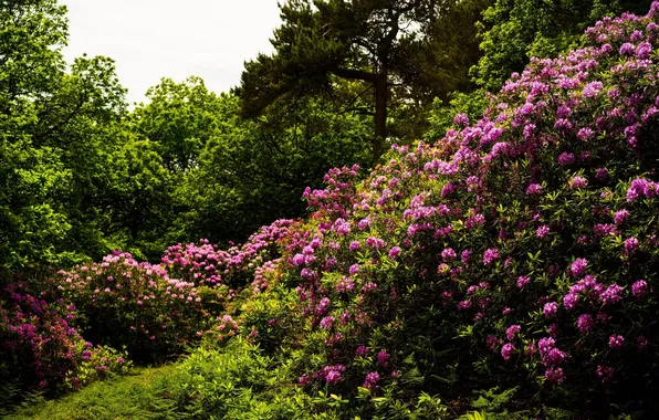 Trees, flowers, nature, trees, flowers, bushes, shrubs, the nature