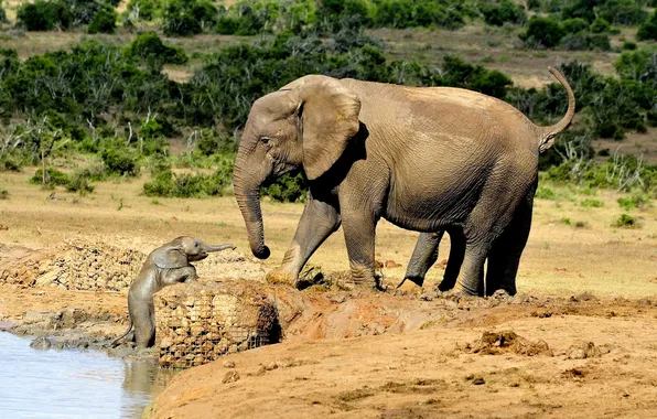 Picture baby, elephants, the elephant, elephant