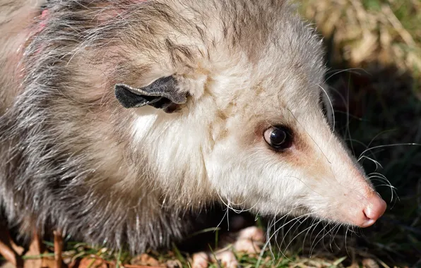 Nature, possum, by Nushaa