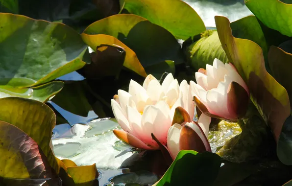 Flower, leaf, water lily