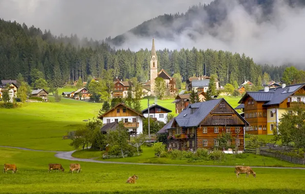 Picture home, Austria, cows, village, Austria, Gosau Village