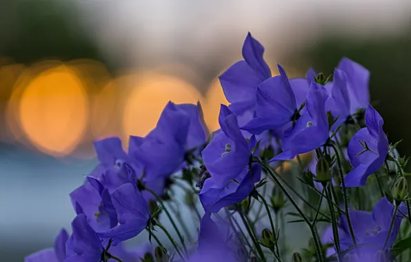 Macro, flowers, glare, focus, petals, blur, Bells, blue