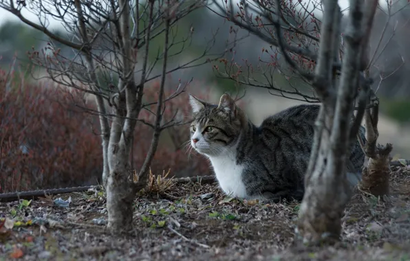 Picture cat, trees, cat
