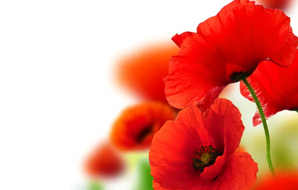 Macro, close-up, background, Maki, petals, red, bokeh