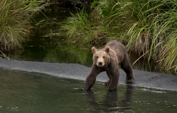 Picture grass, look, face, river, shore, baby, bear, bathing