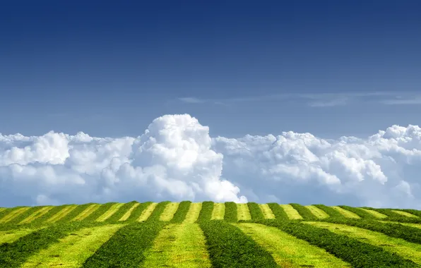 Picture field, summer, the sky, grass, clouds