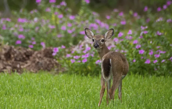 Picture grass, flowers, nature, deer, wool, large, color