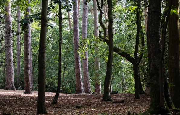 Greens, forest, leaves, trees, branches, nature, Park, trunks