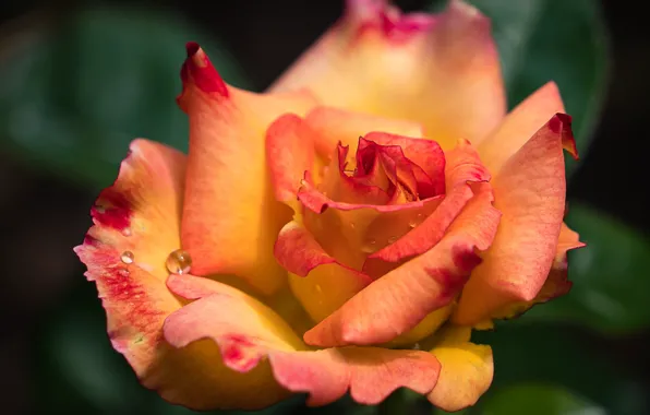 Picture roses, flowers, orange, macro, salmon, drops